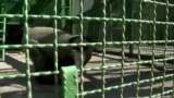 Зоопарк в 20 км от фронта: сотни зверей могут не пережить наступления России на Покровск